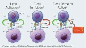 cellule citotossiche T