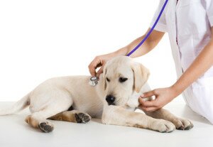Young female veterinary taking care of a beautiful labrador dog